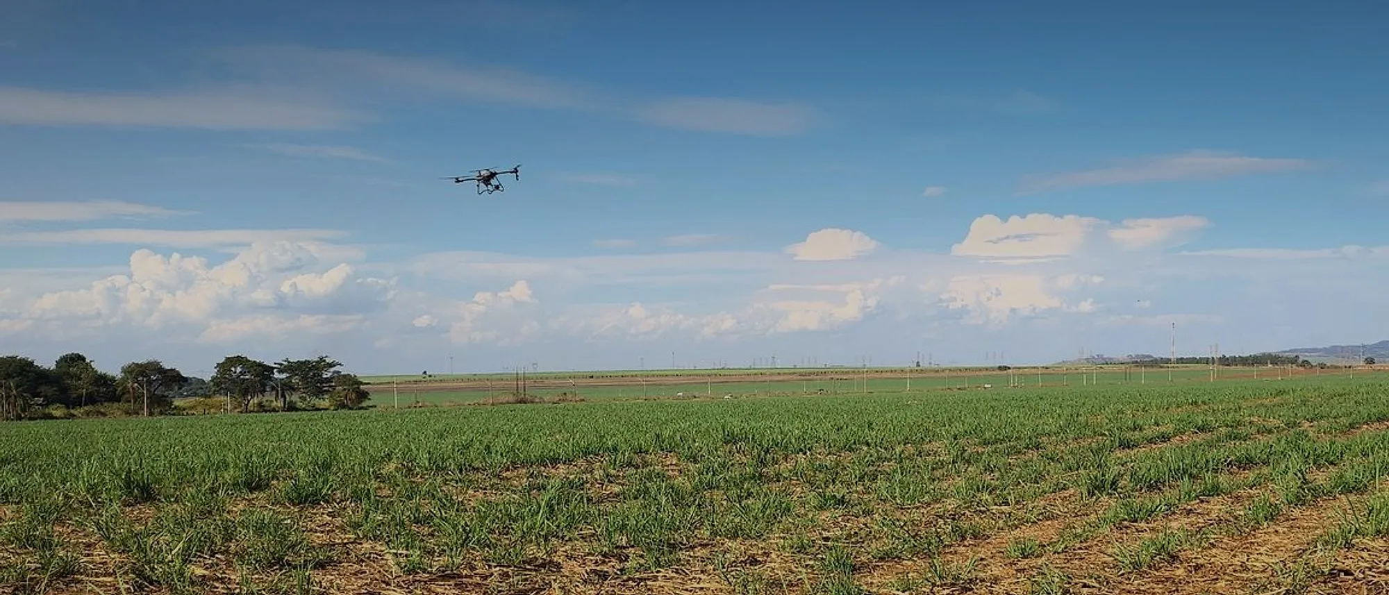 Drone DJI Agras em voo sobre o canavial, sob céu azul com nuvens no horizonte