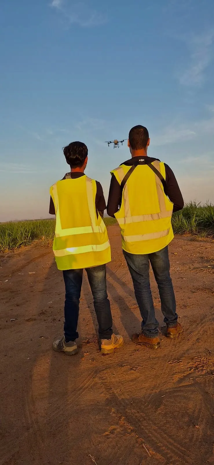 Dois alunos de colete refletivo, de costas, acompanham um drone DJI Agras em voo à frente deles, sobre o canavial